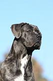 CANE CORSO 960